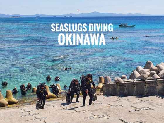 “Gorilla chop” ดำน้ำหาทากทะเล ที่โอกินาว่า