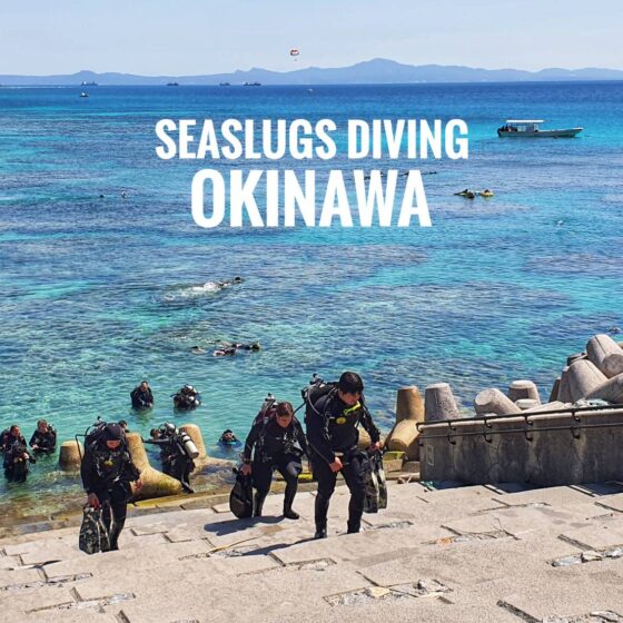 “Gorilla chop” ดำน้ำหาทากทะเล ที่โอกินาว่า