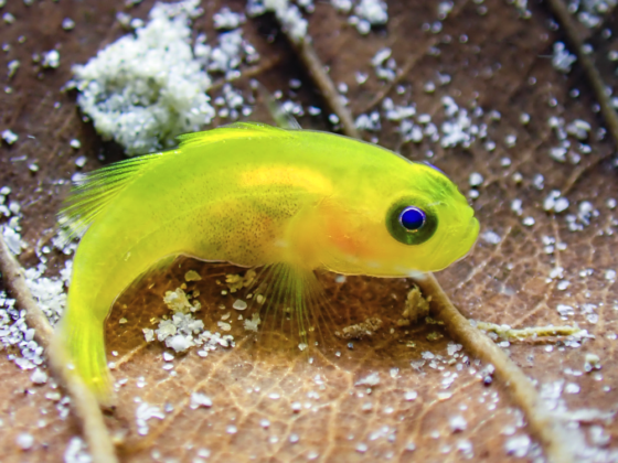 Shore Diving ภูเก็ต! เดินลงดำง่าย สวยไม่ไหว!