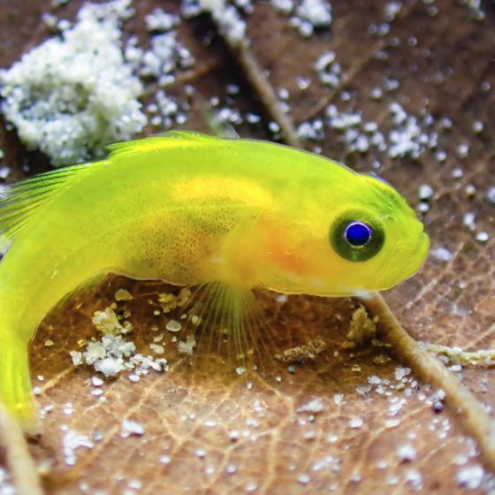 Shore Diving ภูเก็ต! เดินลงดำง่าย สวยไม่ไหว!