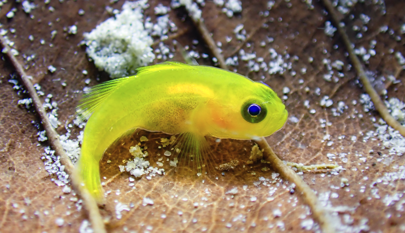 Shore Diving ภูเก็ต! เดินลงดำง่าย สวยไม่ไหว!