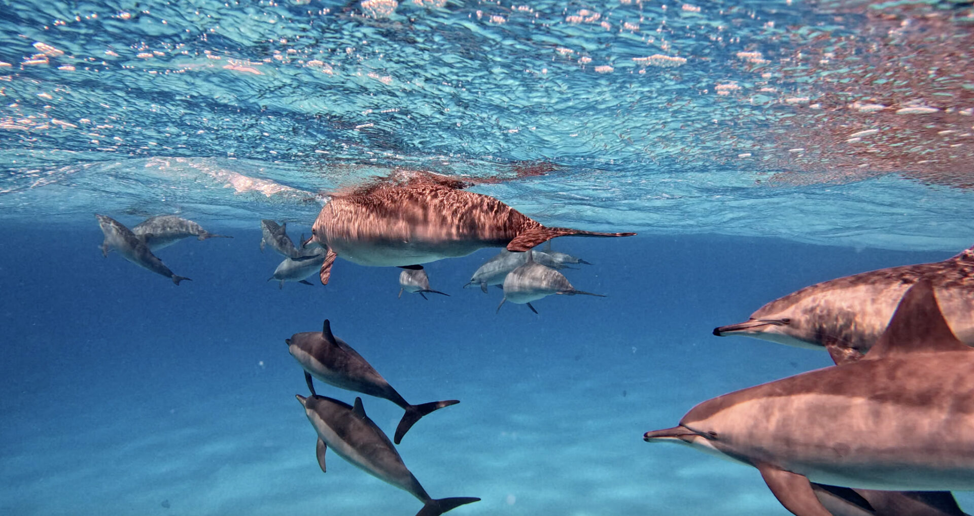 ดำน้ำ Red Sea อียิปต์! น้ำใสเหมือนกระจก โลมาแหวกว่าย!