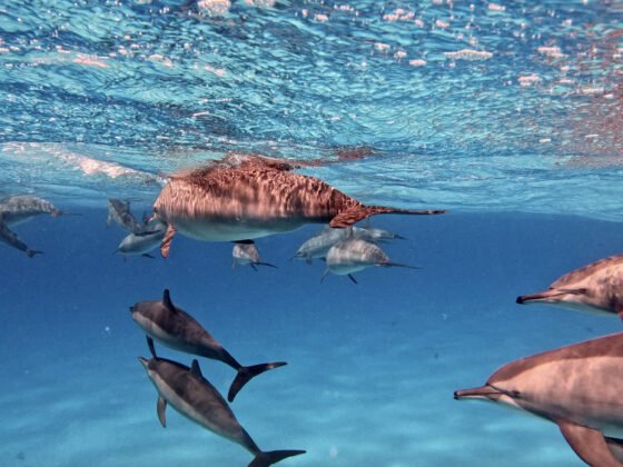 ดำน้ำ Red Sea อียิปต์! น้ำใสเหมือนกระจก โลมาแหวกว่าย!