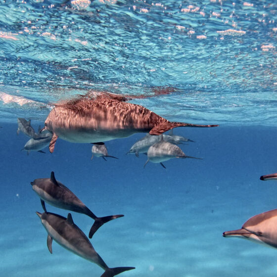 ดำน้ำ Red Sea อียิปต์! น้ำใสเหมือนกระจก โลมาแหวกว่าย!