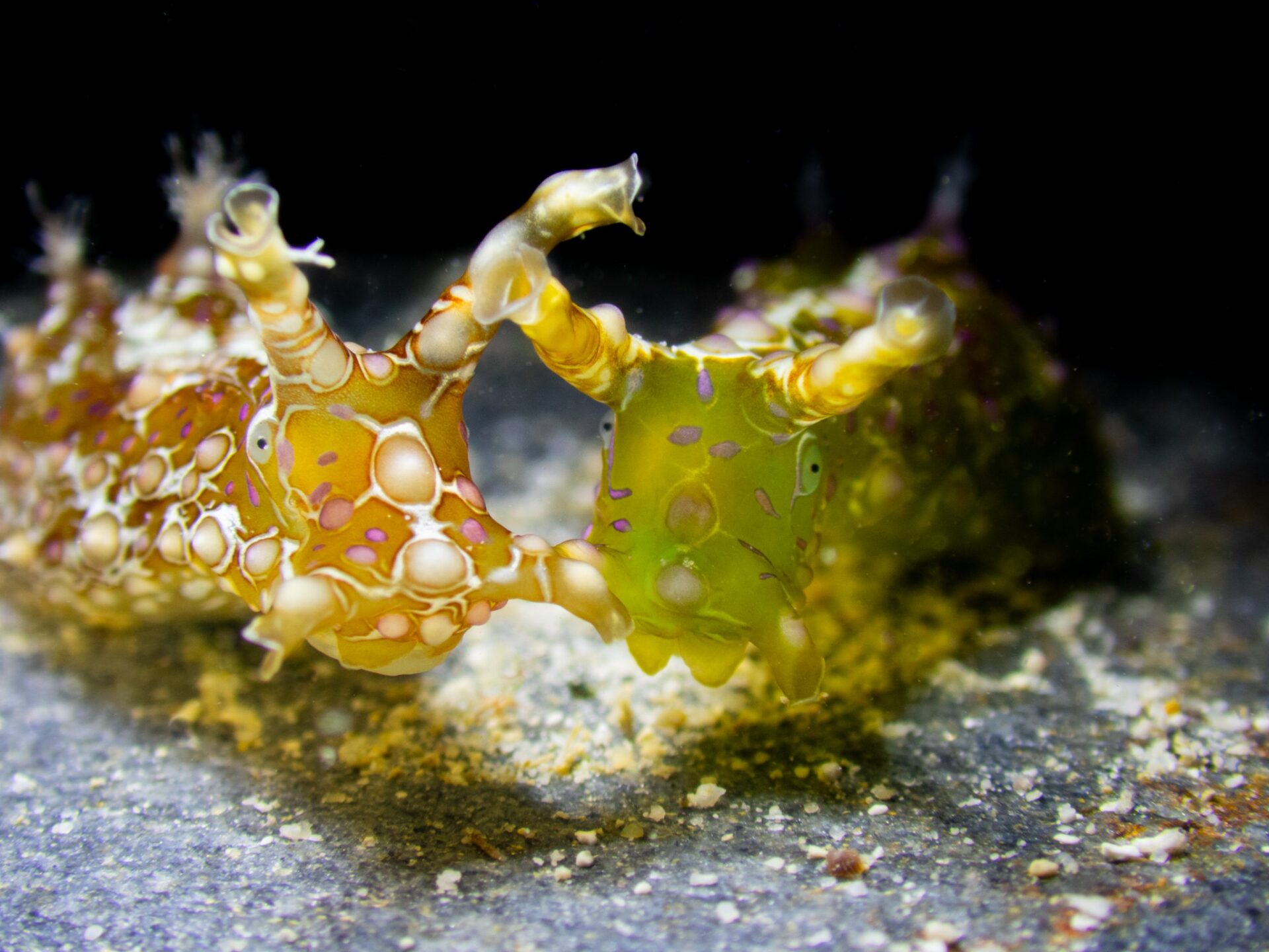 ทากทะเลคิ้วๆโอกินาว่า Winter