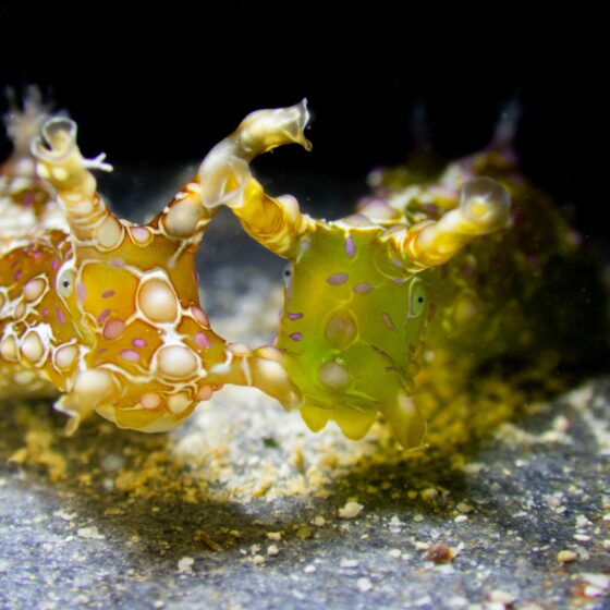 ทากทะเลคิ้วๆโอกินาว่า Winter