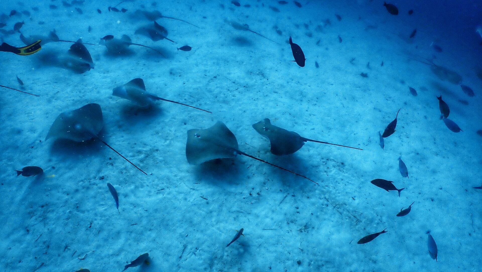 Maldives มาดูอะไร ถ้าไม่ใช่ฉลาม และฝูงแมนต้าาา