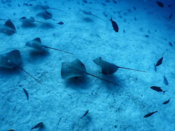 Maldives มาดูอะไร ถ้าไม่ใช่ฉลาม และฝูงแมนต้าาา