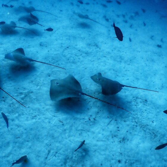 Maldives มาดูอะไร ถ้าไม่ใช่ฉลาม และฝูงแมนต้าาา